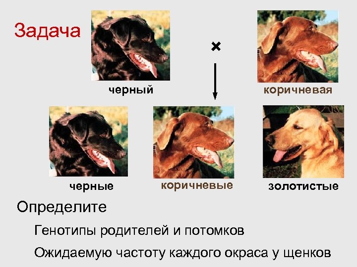 Задача × черный черные коричневая коричневые золотистые Определите Генотипы родителей и потомков Ожидаемую частоту