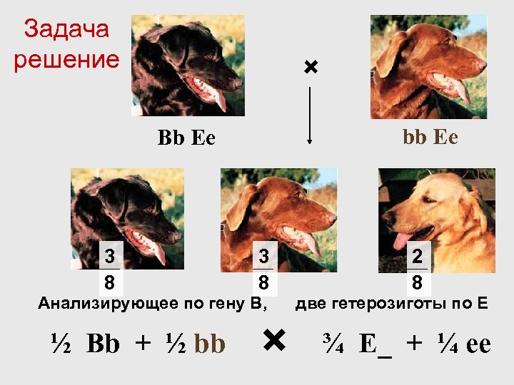 Задача решение × bb Eе Bb Ee 3 8 2 8 Анализирующее по гену