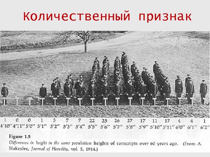 Количественный признак 