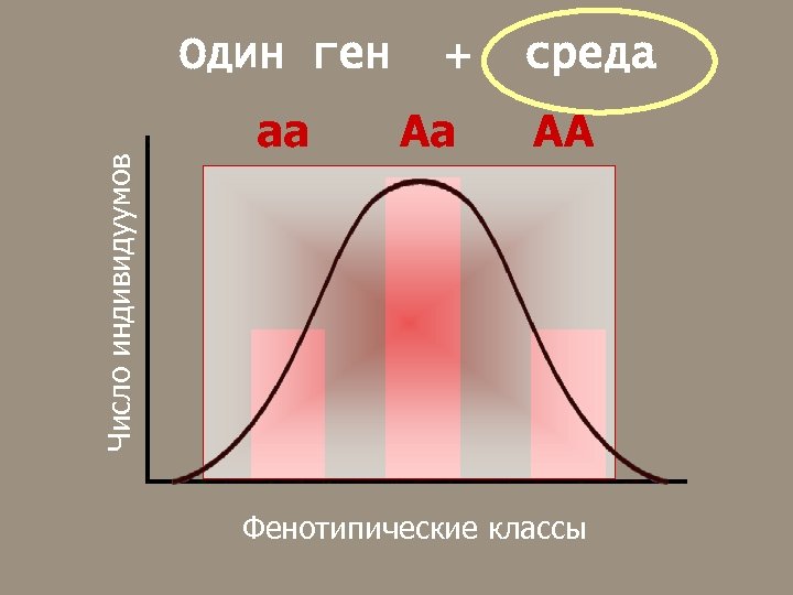 Число индивидуумов Один ген аа + Аа среда АА Фенотипические классы 
