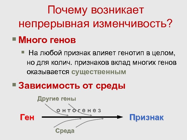 Почему возникает непрерывная изменчивость? § Много генов § На любой признак влияет генотип в