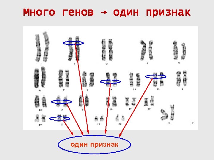 Много генов → один признак 