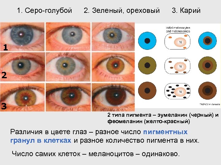 1. Серо-голубой 2. Зеленый, ореховый 3. Карий 1 2 3 2 типа пигмента –