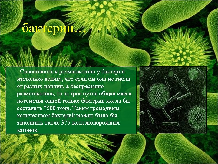 бактерии… Способность к размножению у бактерий настолько велика, что если бы они не гибли