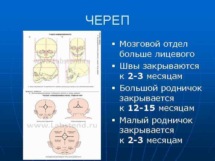 ЧЕРЕП § Мозговой отдел больше лицевого § Швы закрываются к 2 -3 месяцам §