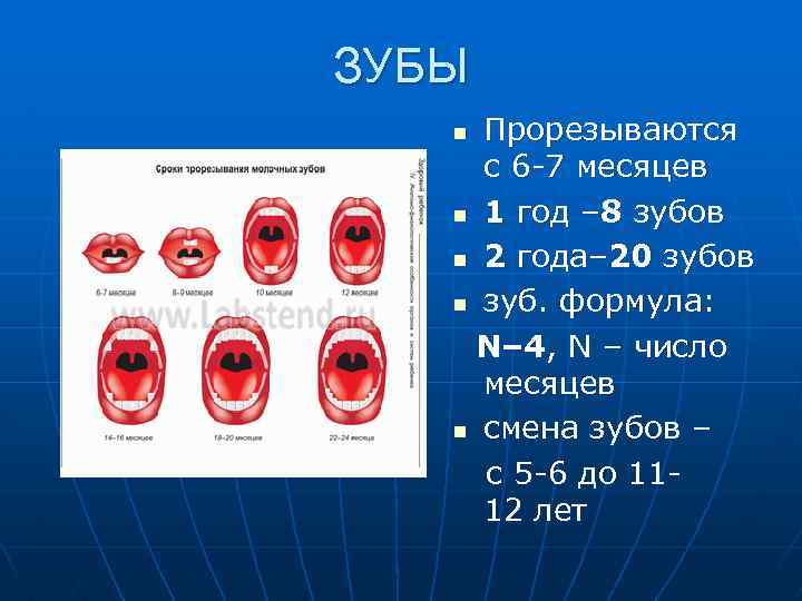 ЗУБЫ Прорезываются с 6 -7 месяцев n 1 год – 8 зубов n 2