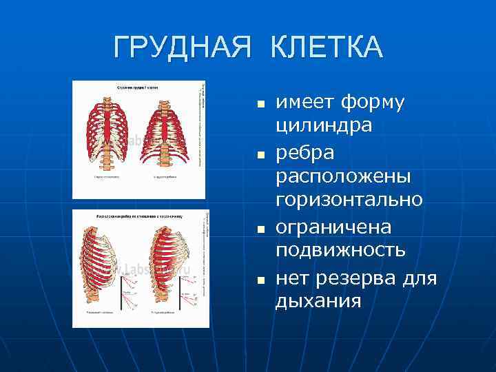 ГРУДНАЯ КЛЕТКА n n имеет форму цилиндра ребра расположены горизонтально ограничена подвижность нет резерва