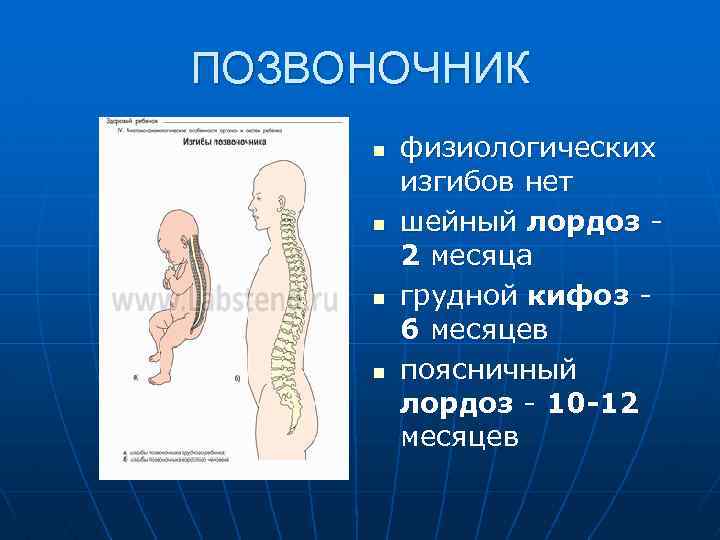 ПОЗВОНОЧНИК n n физиологических изгибов нет шейный лордоз 2 месяца грудной кифоз 6 месяцев