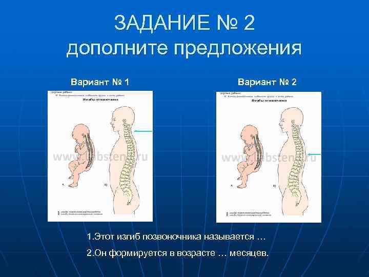 ЗАДАНИЕ № 2 дополните предложения Вариант № 1 Вариант № 2 1. Этот изгиб