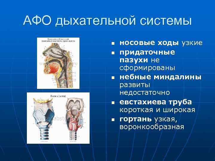 АФО дыхательной системы n n n носовые ходы узкие придаточные пазухи не сформированы небные