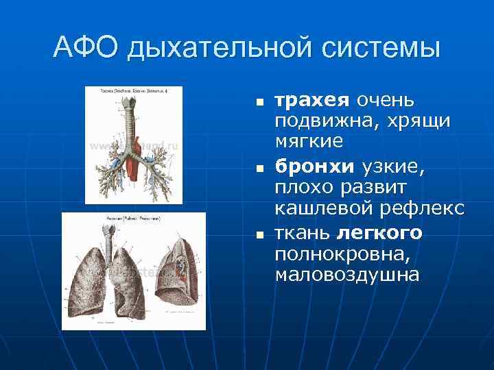 АФО дыхательной системы n n n трахея очень подвижна, хрящи мягкие бронхи узкие, плохо