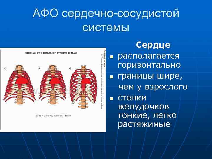 АФО сердечно-сосудистой системы n n n Сердце располагается горизонтально границы шире, чем у взрослого