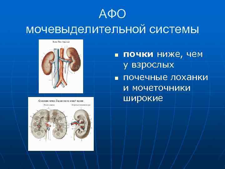 АФО мочевыделительной системы n n почки ниже, чем у взрослых почечные лоханки и мочеточники