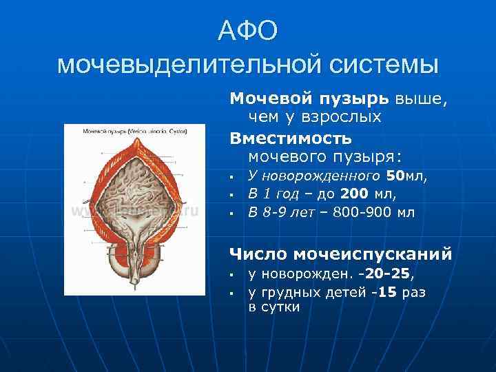 АФО мочевыделительной системы Мочевой пузырь выше, чем у взрослых Вместимость мочевого пузыря: § §