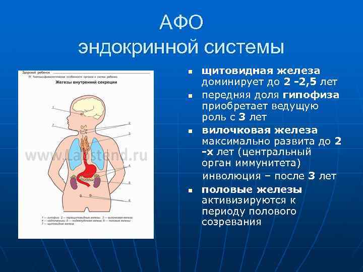 АФО эндокринной системы n n щитовидная железа доминирует до 2 -2, 5 лет передняя