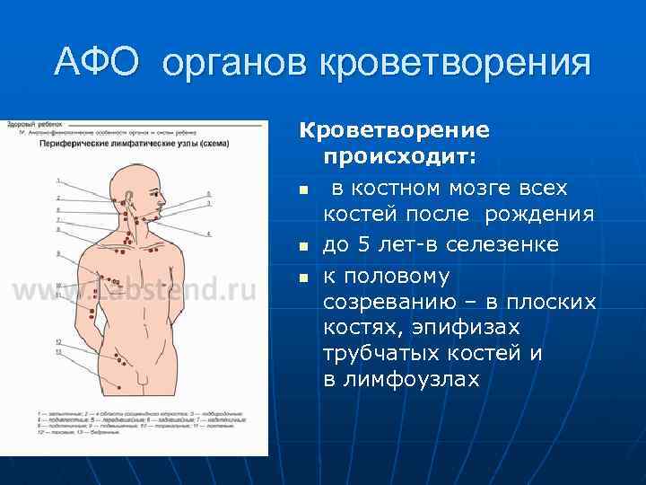 АФО органов кроветворения Кроветворение происходит: n в костном мозге всех костей после рождения n