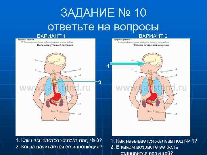 ЗАДАНИЕ № 10 ответьте на вопросы ВАРИАНТ 1 ВАРИАНТ 2 1 3 3 1.