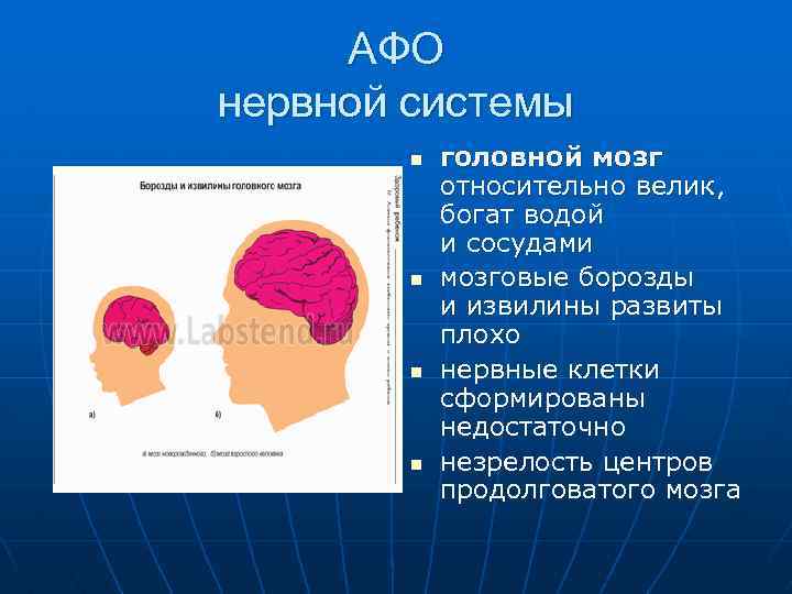 АФО нервной системы n n головной мозг относительно велик, богат водой и сосудами мозговые