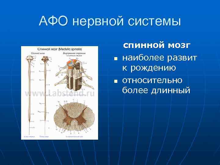 АФО нервной системы n n спинной мозг наиболее развит к рождению относительно более длинный