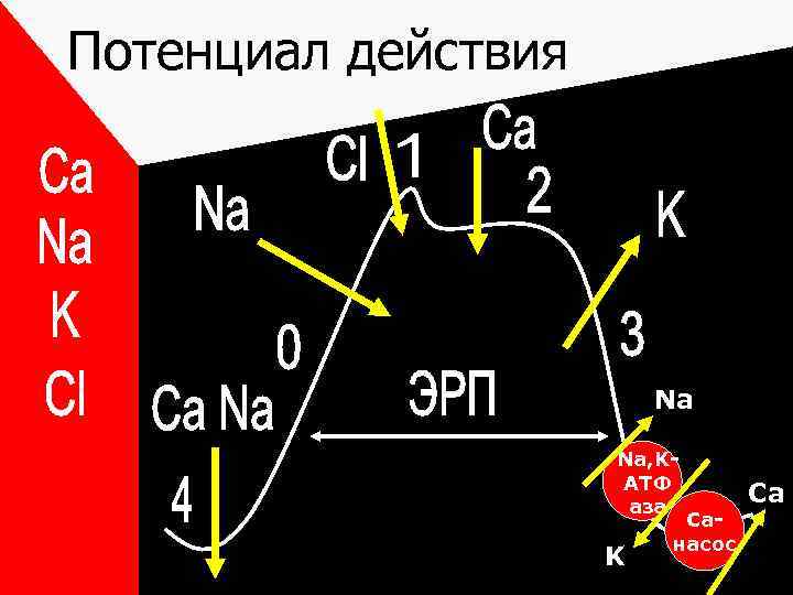 Потенциал действия Na Na, KАТФ аза K Caнасос Ca 