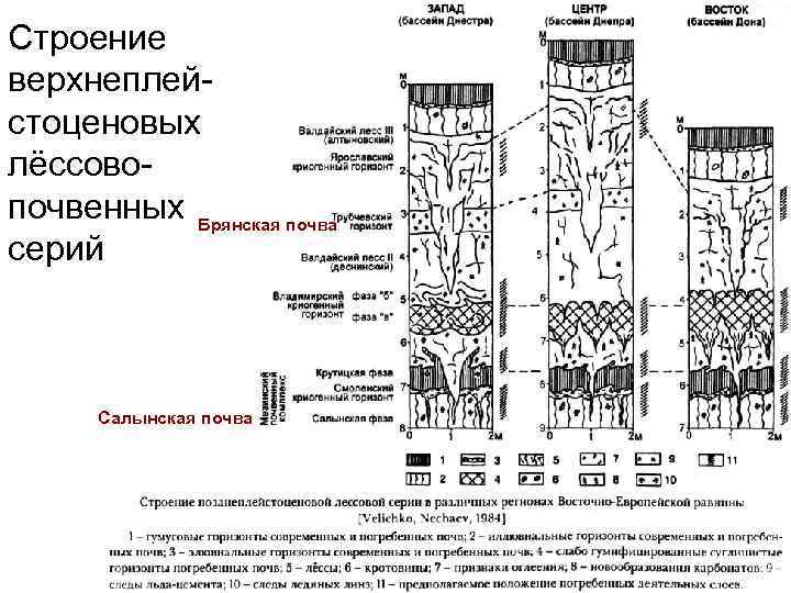 Строение верхнеплейстоценовых лёссовопочвенных Брянская почва серий Салынская почва 