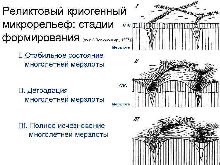 Реликтовый криогенный микрорельеф: стадии формирования СТС (по А. А. Величко и др. , 1996)