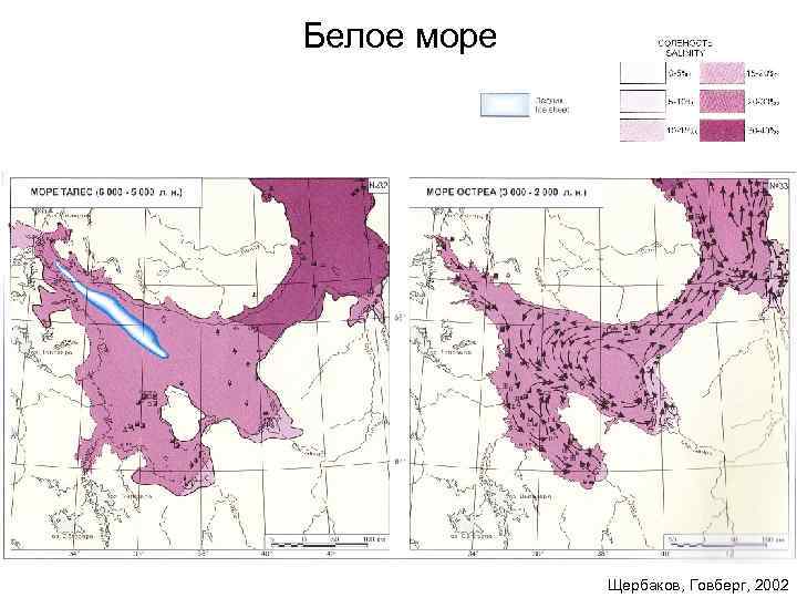 Белое море Щербаков, Говберг, 2002 