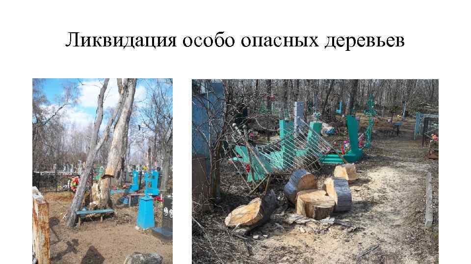 Ликвидация особо опасных деревьев 