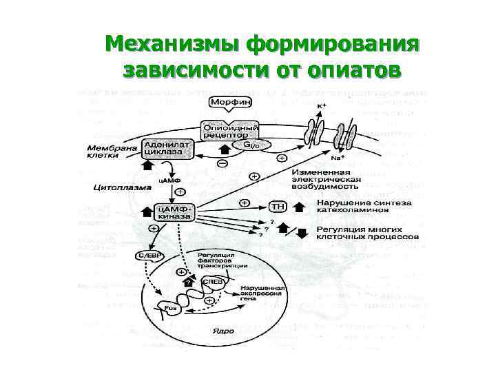 Механизм развития системы