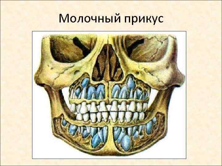 Молочный прикус 