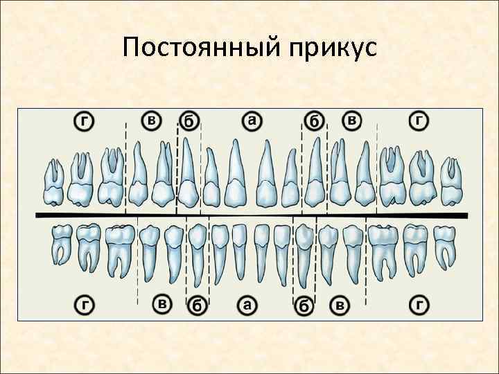 Постоянный прикус 