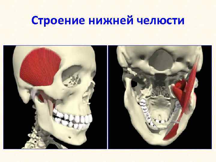 Строение нижней челюсти 
