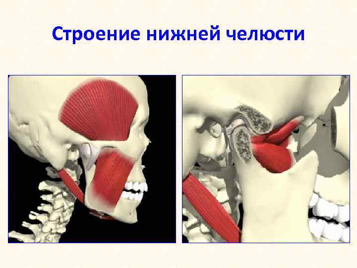 Строение нижней челюсти 