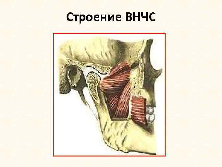 Строение ВНЧС 