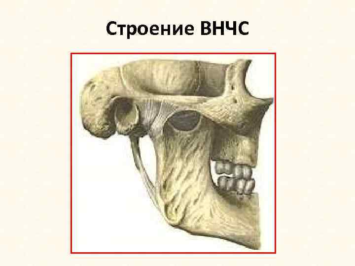 Строение ВНЧС 