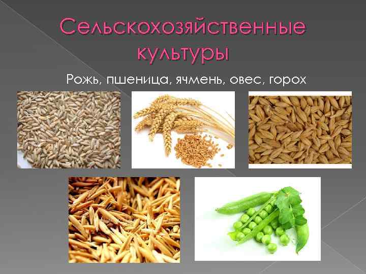 Сельскохозяйственные культуры Рожь, пшеница, ячмень, овес, горох 