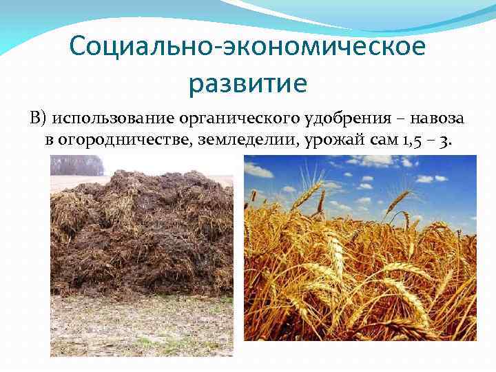 Социально-экономическое развитие В) использование органического удобрения – навоза в огородничестве, земледелии, урожай сам 1,