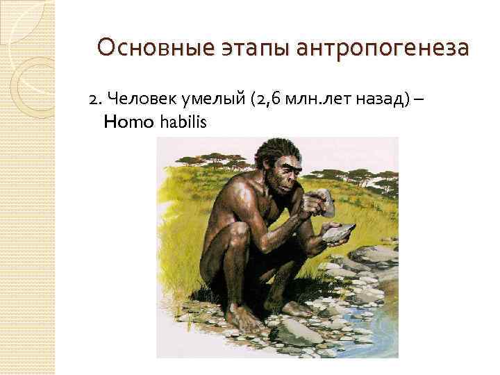 Основные этапы антропогенеза 2. Человек умелый (2, 6 млн. лет назад) – Homo habilis