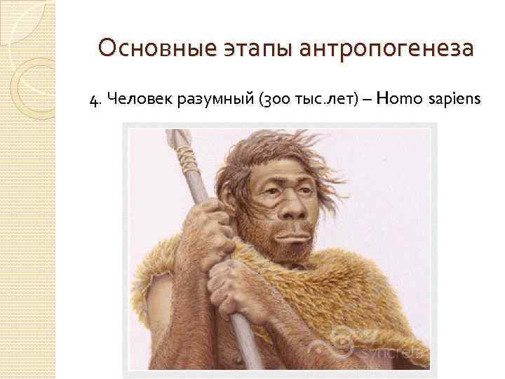 Основные этапы антропогенеза 4. Человек разумный (300 тыс. лет) – Homo sapiens 