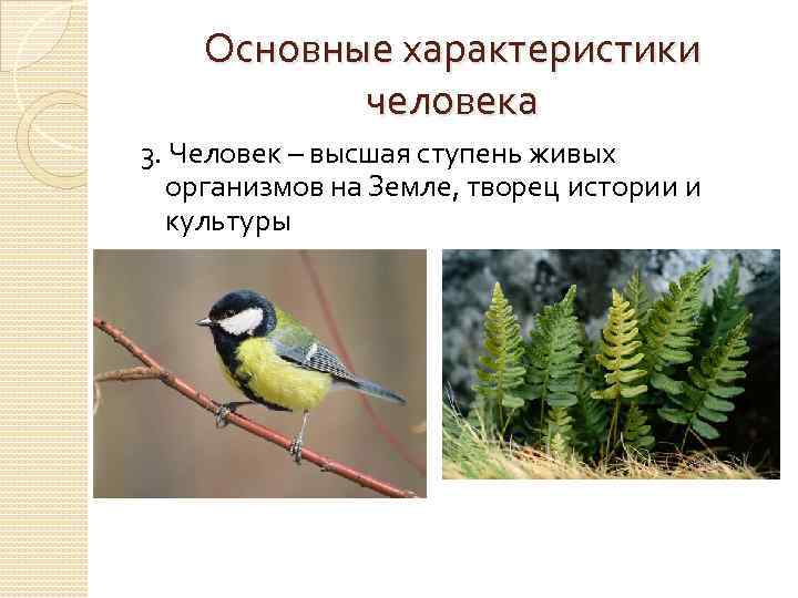 Основные характеристики человека 3. Человек – высшая ступень живых организмов на Земле, творец истории