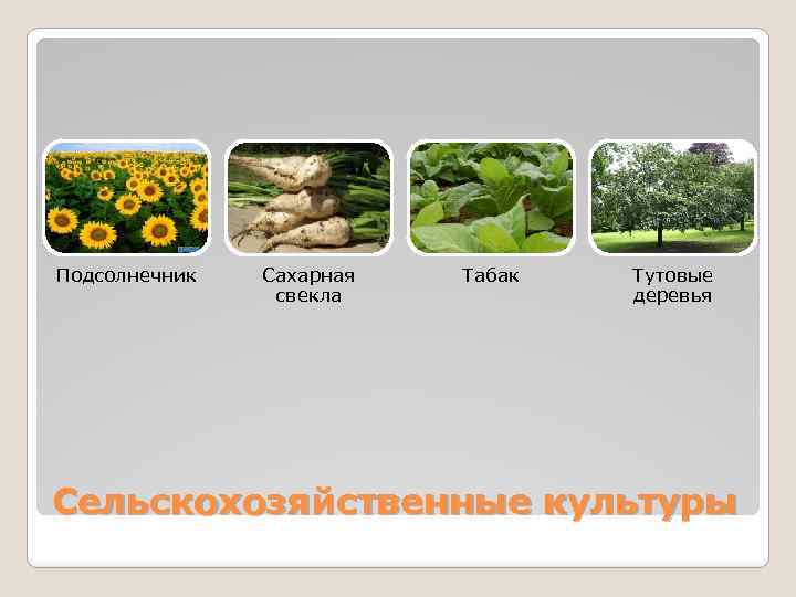 Подсолнечник Сахарная свекла Табак Тутовые деревья Сельскохозяйственные культуры 
