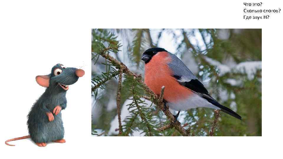 Что это? Сколько слогов? Где звук Н? 