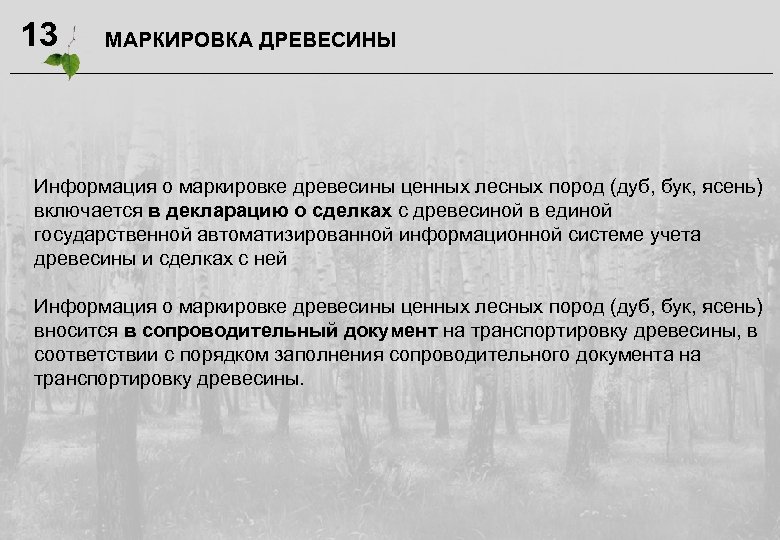 13 МАРКИРОВКА ДРЕВЕСИНЫ Информация о маркировке древесины ценных лесных пород (дуб, бук, ясень) включается