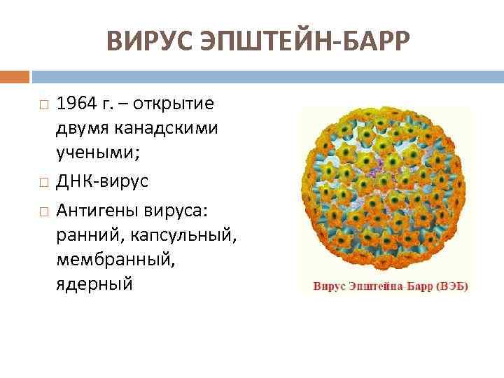 ВИРУС ЭПШТЕЙН-БАРР 1964 г. – открытие двумя канадскими учеными; ДНК-вирус Антигены вируса: ранний, капсульный,