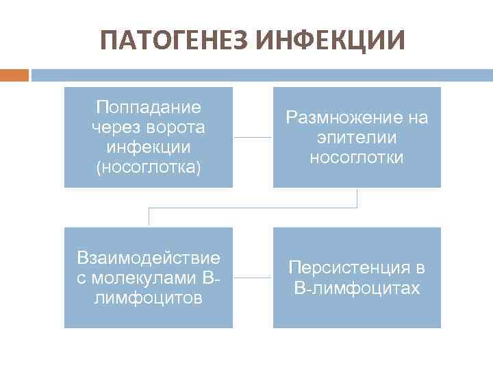 ПАТОГЕНЕЗ ИНФЕКЦИИ Поппадание через ворота инфекции (носоглотка) Размножение на эпителии носоглотки Взаимодействие с молекулами