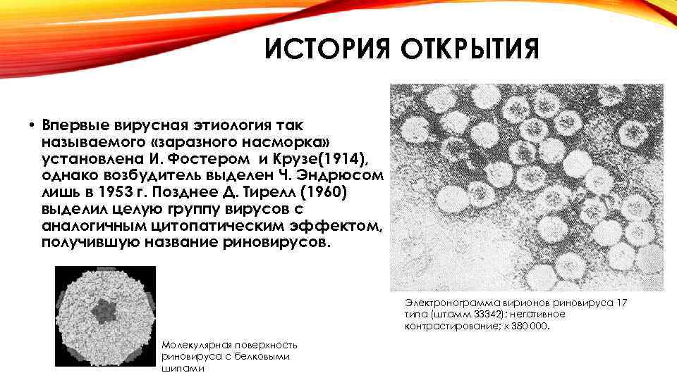 ИСТОРИЯ ОТКРЫТИЯ • Впервые вирусная этиология так называемого «заразного насморка» установлена И. Фостером и