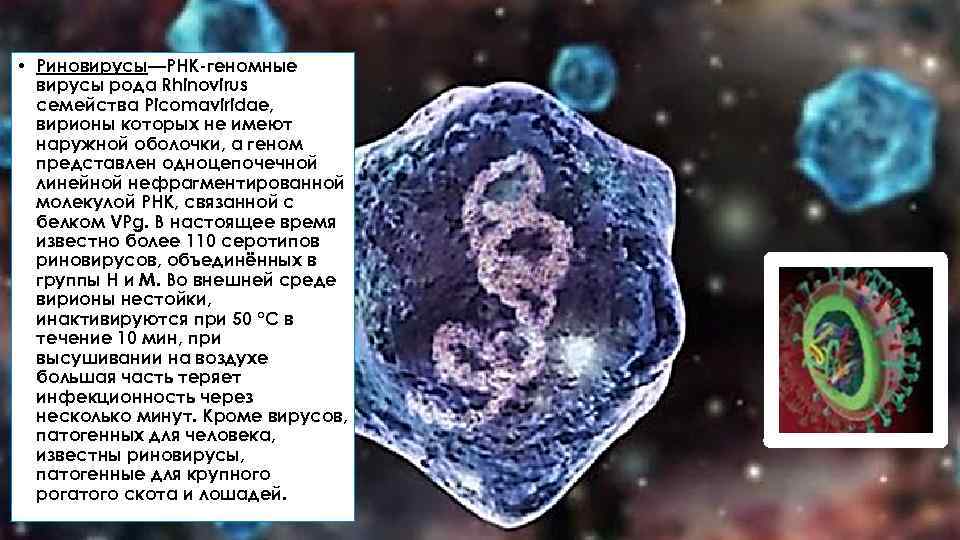  • Риновирусы—РНК-геномные вирусы рода Rhinovirus семейства Picomaviridae, вирионы которых не имеют наружной оболочки,