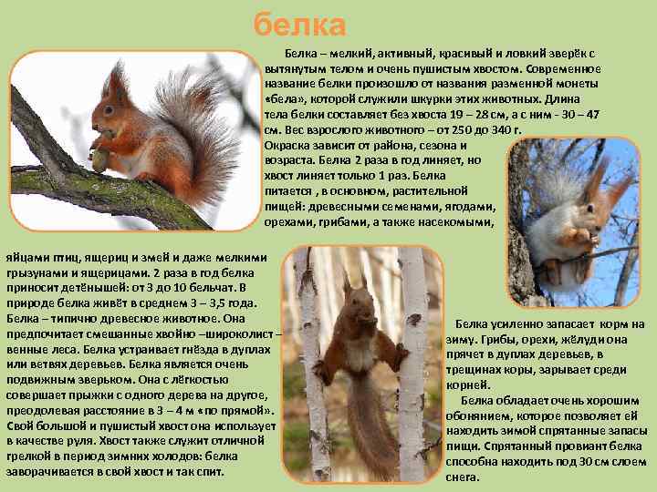 белка Белка – мелкий, активный, красивый и ловкий зверёк с вытянутым телом и очень