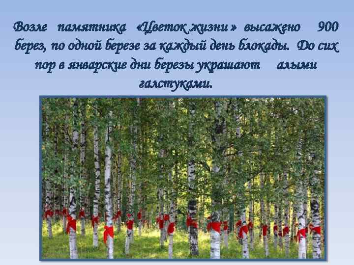 Возле памятника «Цветок жизни » высажено 900 берез, по одной березе за каждый день