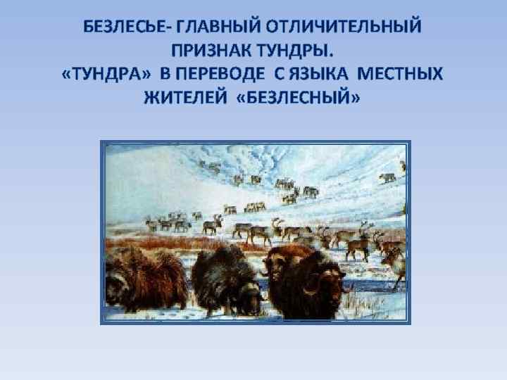 БЕЗЛЕСЬЕ- ГЛАВНЫЙ ОТЛИЧИТЕЛЬНЫЙ ПРИЗНАК ТУНДРЫ. «ТУНДРА» В ПЕРЕВОДЕ С ЯЗЫКА МЕСТНЫХ ЖИТЕЛЕЙ «БЕЗЛЕСНЫЙ» 